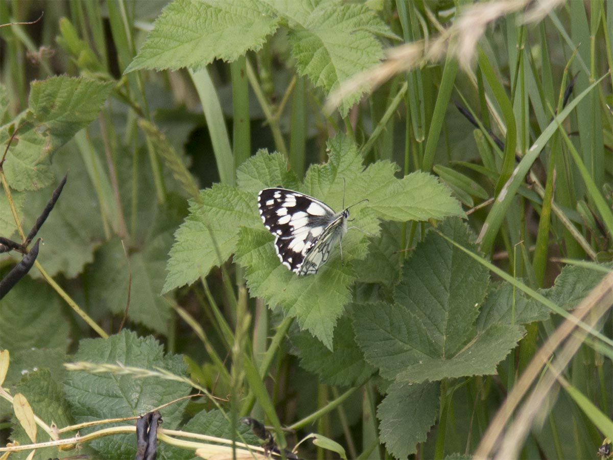 Melanargia galathea